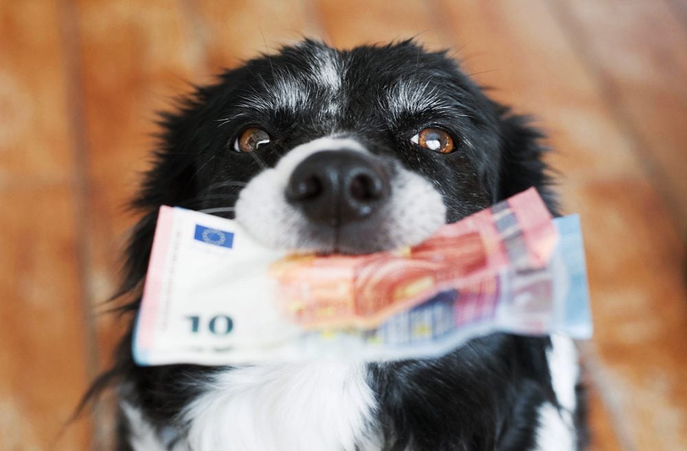 A Breakdown of What a Dog DNA Test Costs