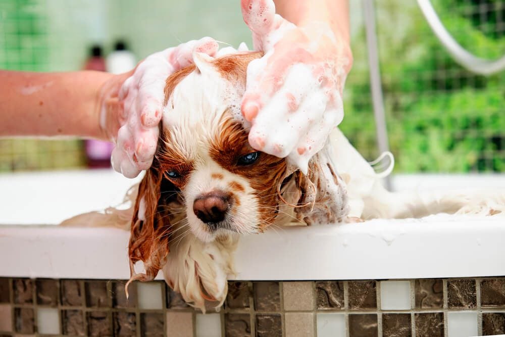 Dog taking a bath with Earthbath dog shampoo