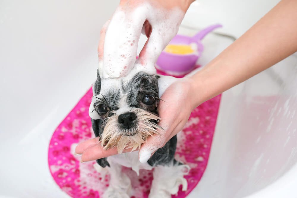 dog getting a bath with hartz shampoo