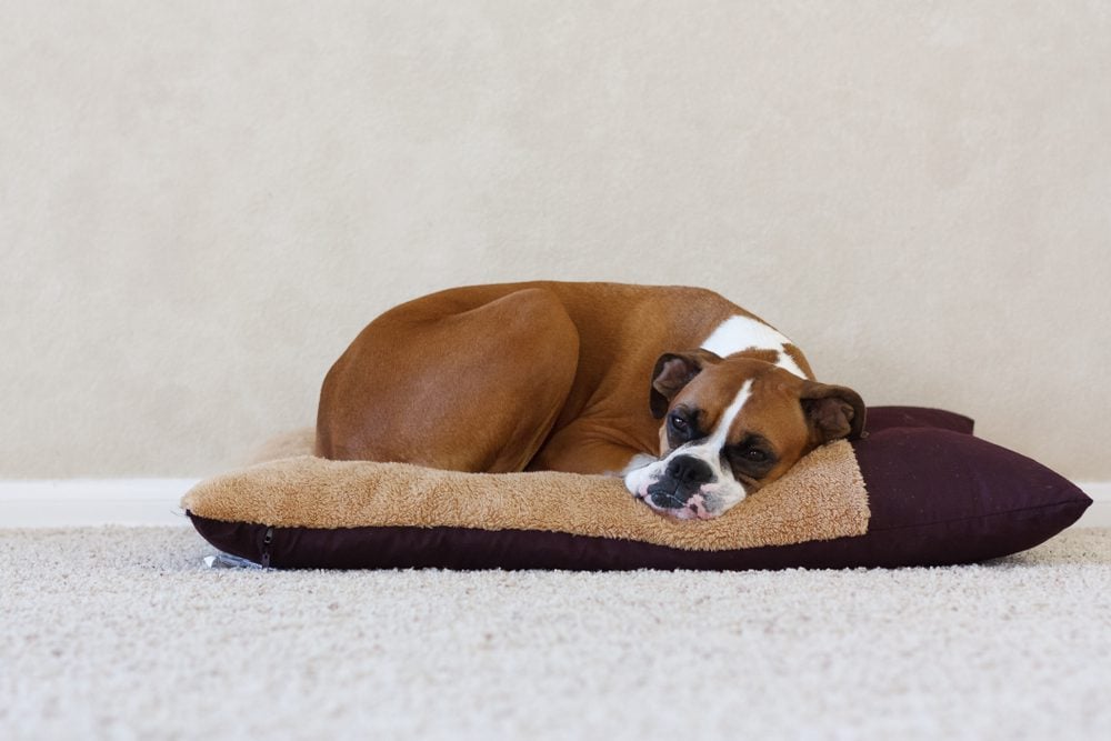 Best Boxer Dog Beds for Ultimate Comfort