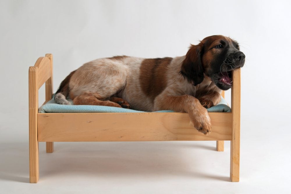 Best Chew Proof Dog Beds