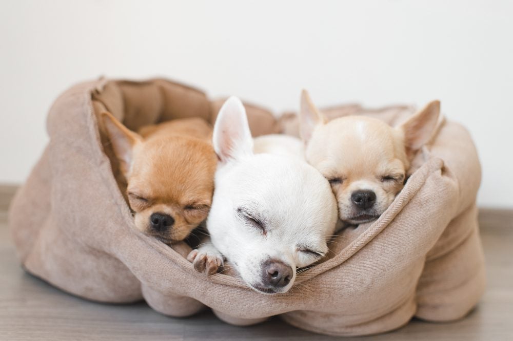 Best Dog Beds By Age for Canines at Every Stage of Life