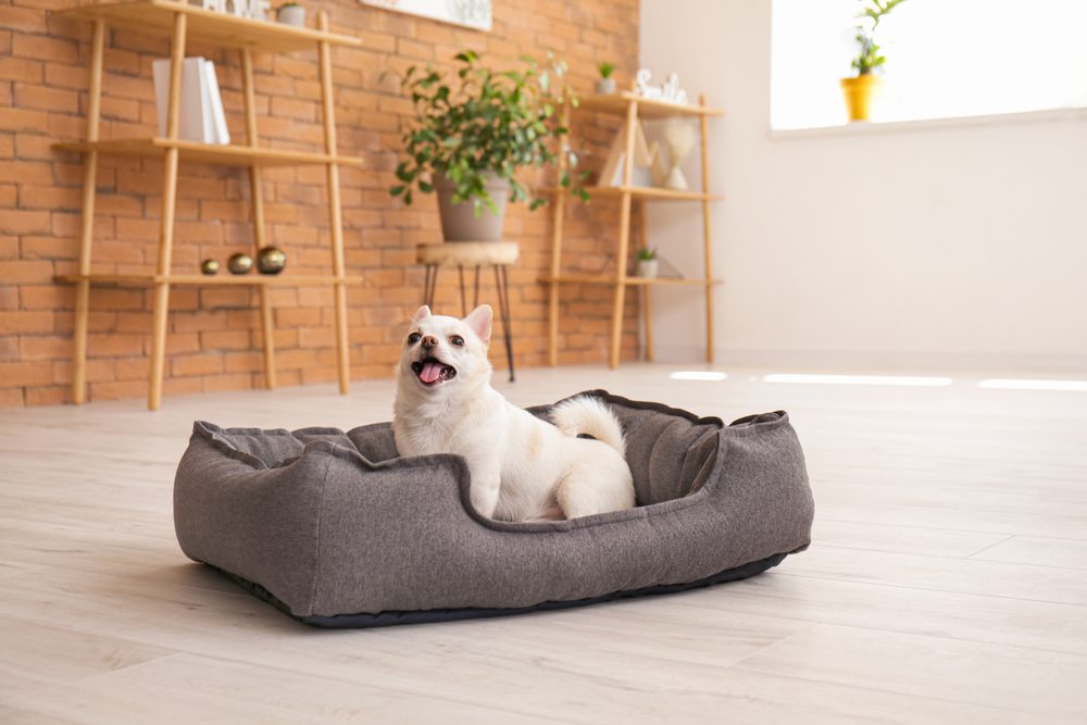Best Dog Beds For Small Dogs
