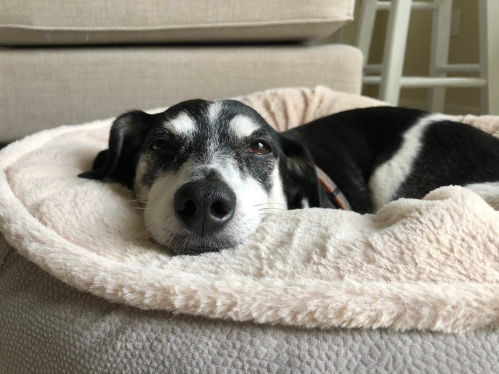Best Dog Beds for Older Dogs