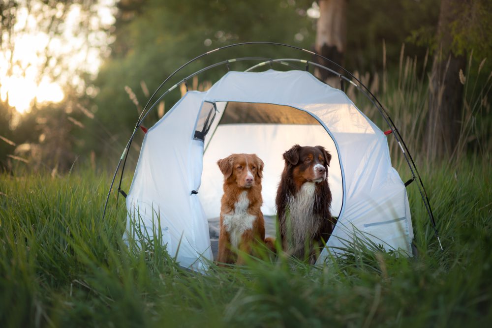 Best Dog Camping Beds
