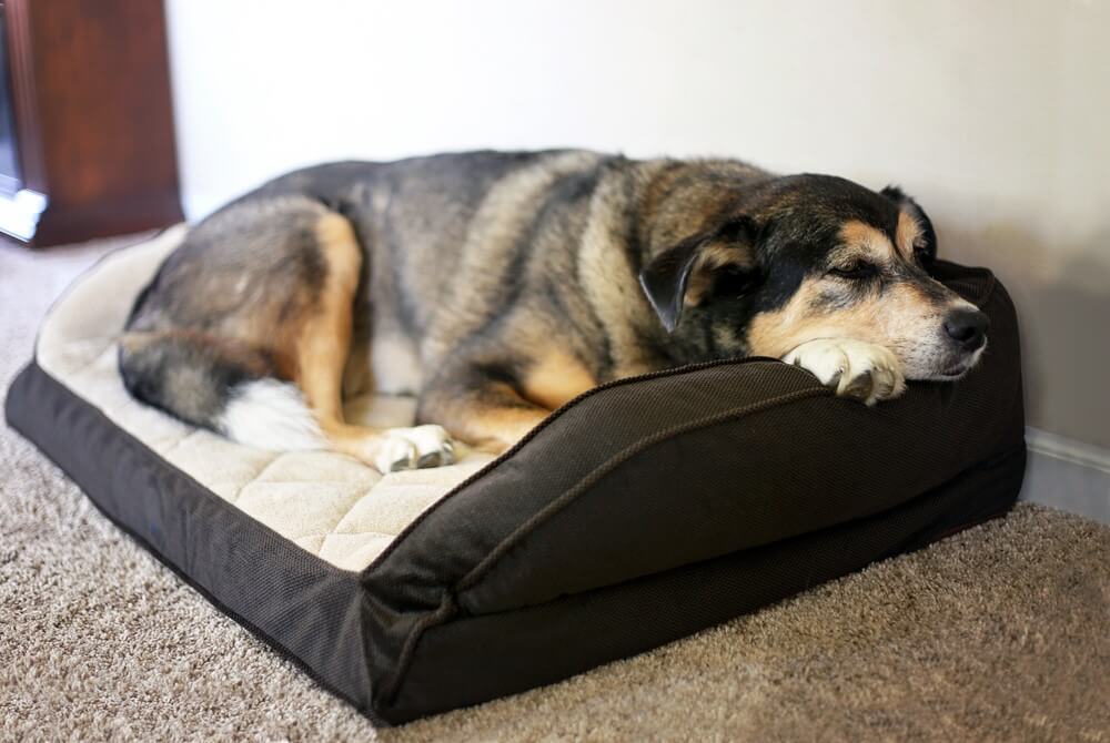 Extra Large Dog Bed