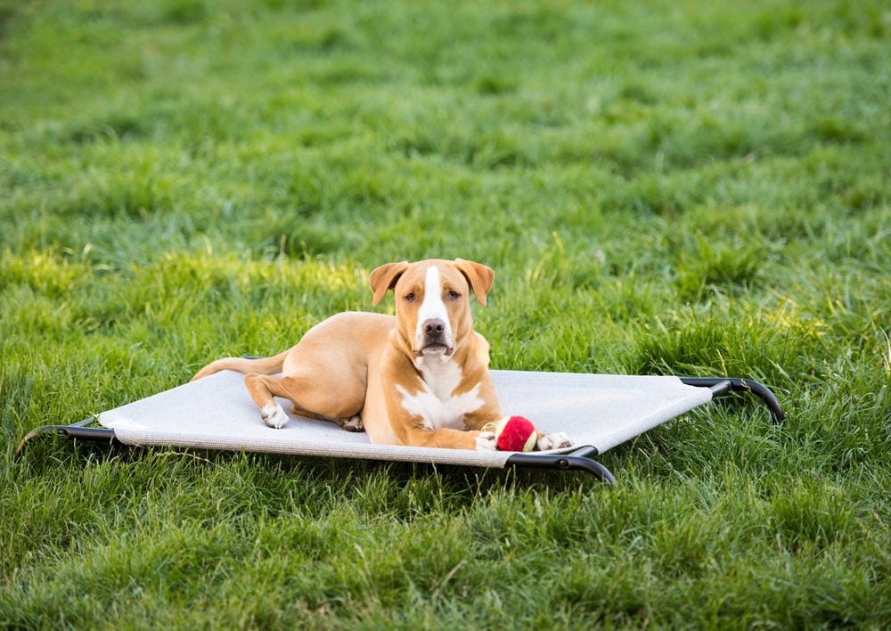 The Top 10 Best Cooling Dog Beds on the Market