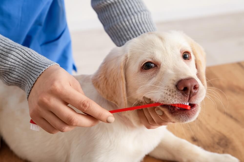 Owner brushing their dogs teeth