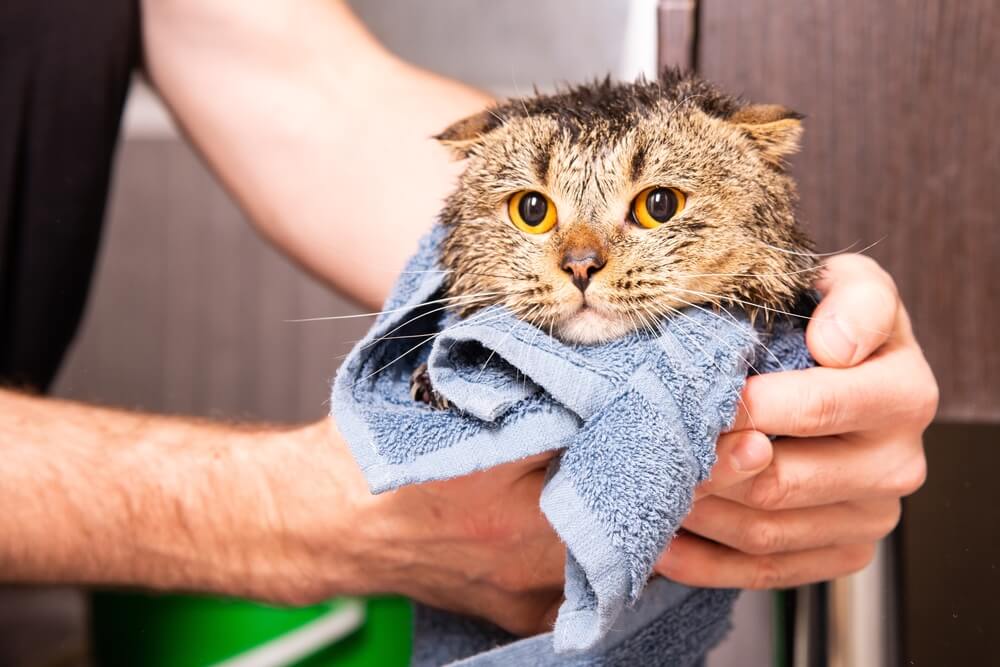 cat getting dried off from a bath