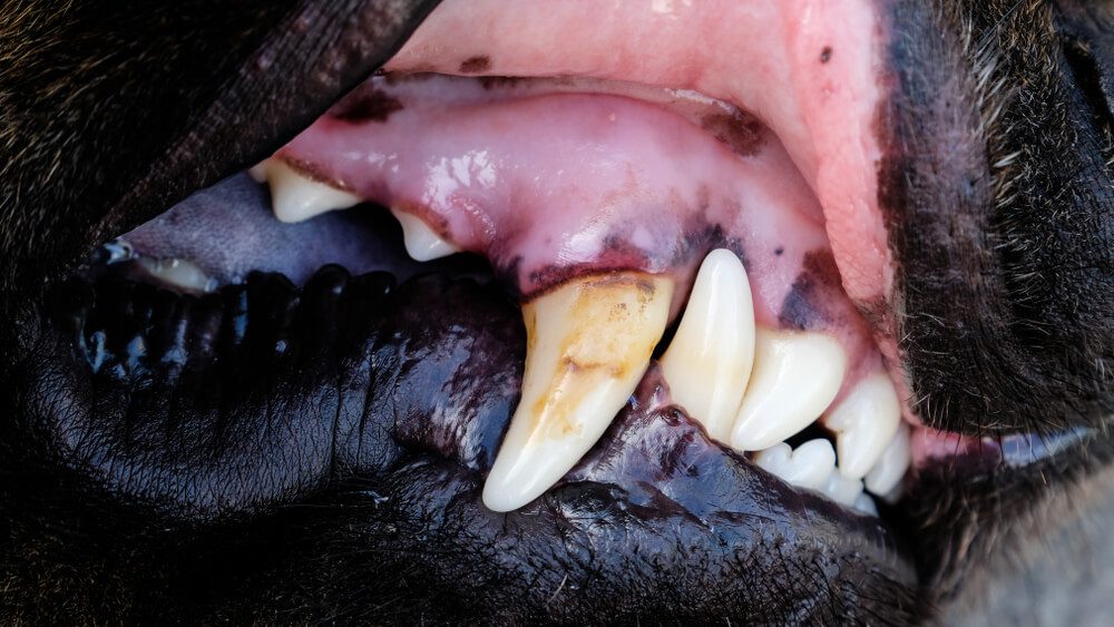 Dog with dental disease