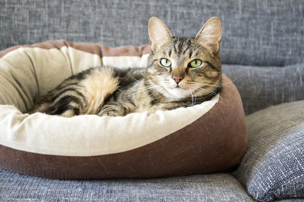 Do Cats Use Cat Beds