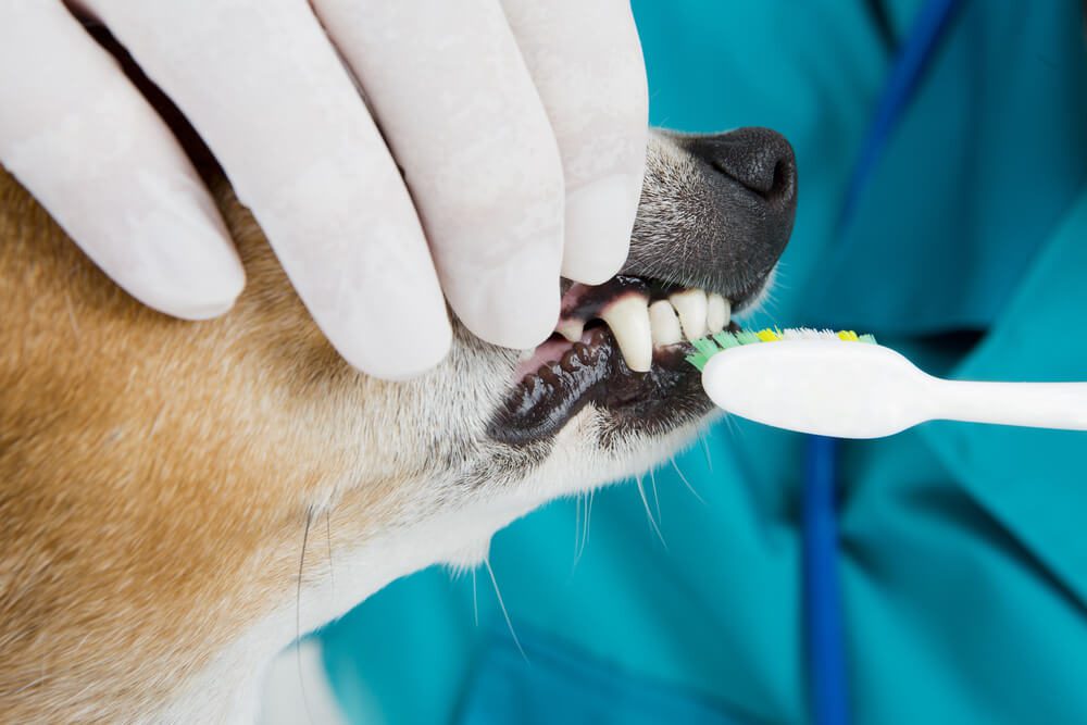 Dog dental hygiene