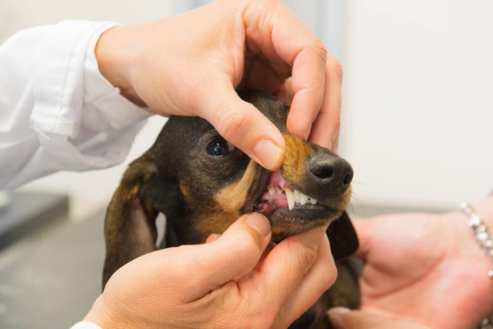 Veterinarian checking dogs teeth