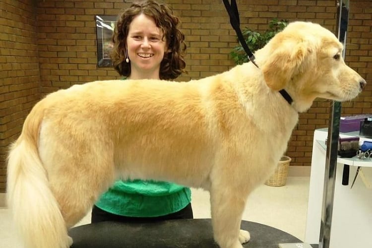 When You Should Start Grooming Your Golden Retriever
