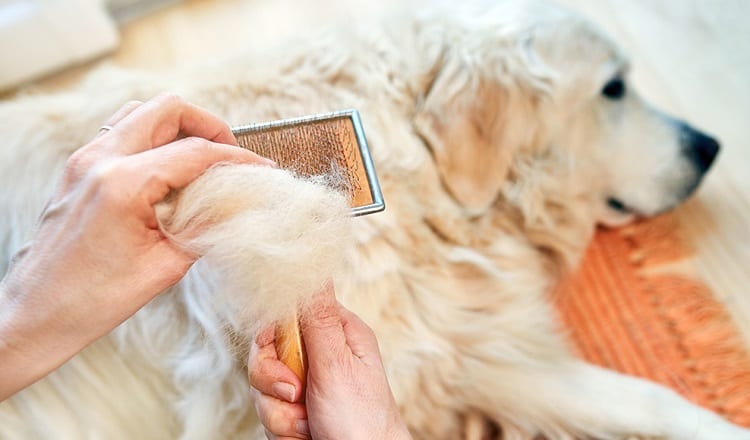 How To Prep Your Golden Retriever For Grooming