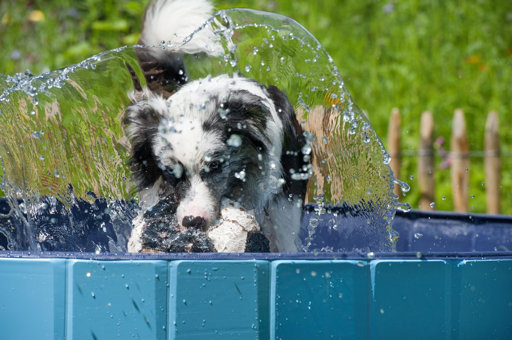 How to Choose the Best Foldable Dog Pool