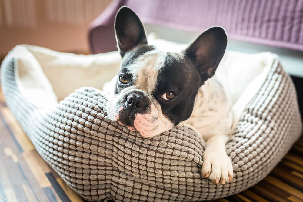 odor resistant dog bed