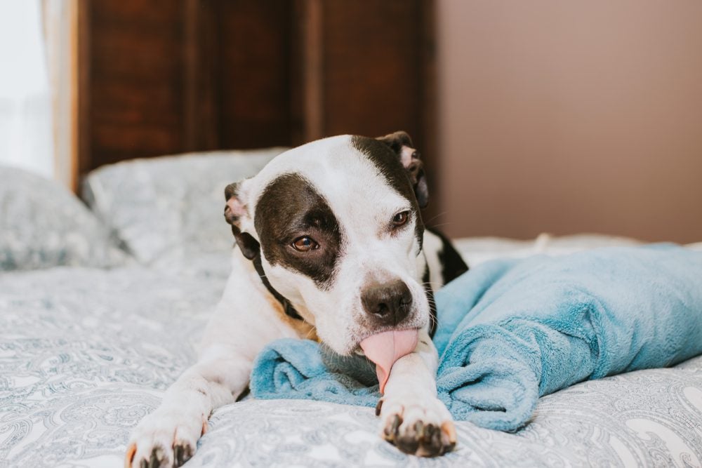 Our Guide to The Best Dog Beds for Pitbulls
