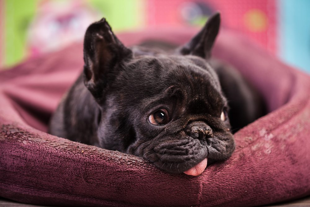 Our Roundup of The Best Dog Beds for Bulldogs