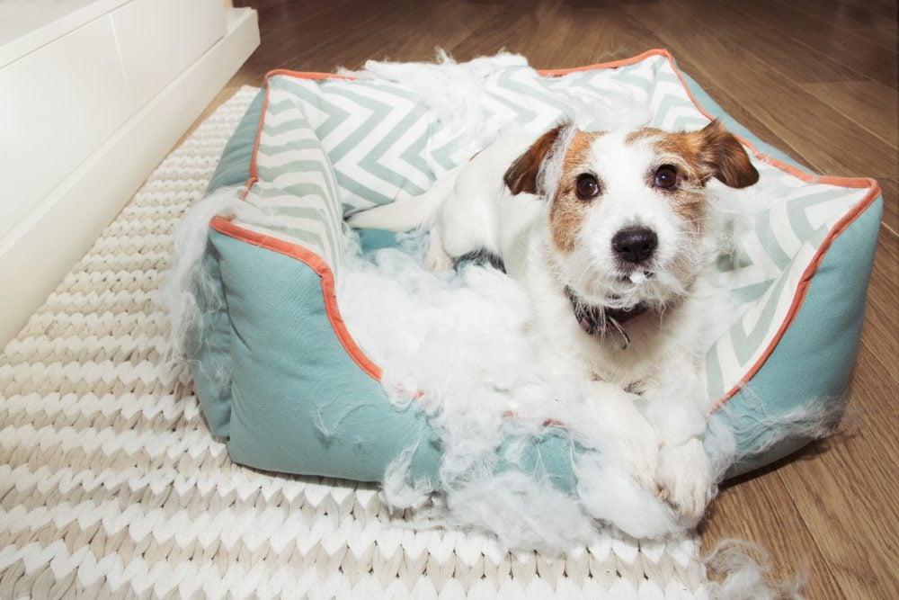 Our Top Picks on The Best Chewy Dog Beds