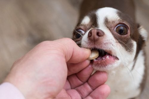 Small dog gets Rimadyl pet meds pill from the hands of the owner
