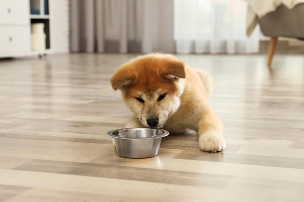 Spot and Tango Dog Food