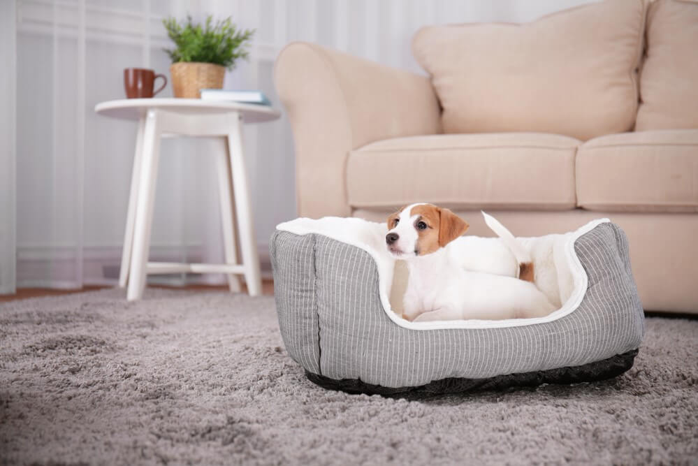 Serta Dog Bed