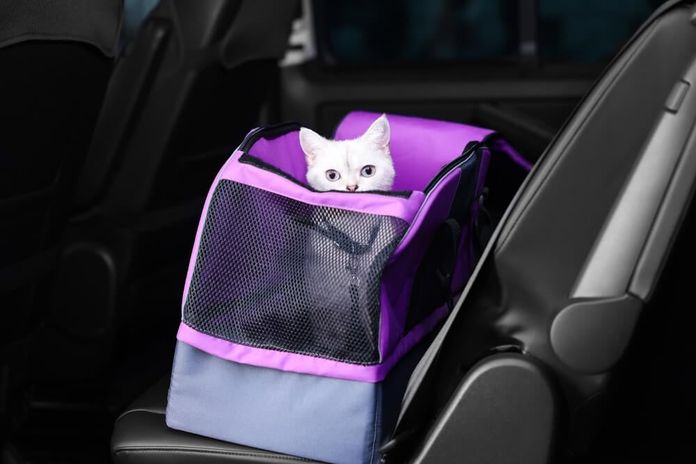 white cat in cat carrier