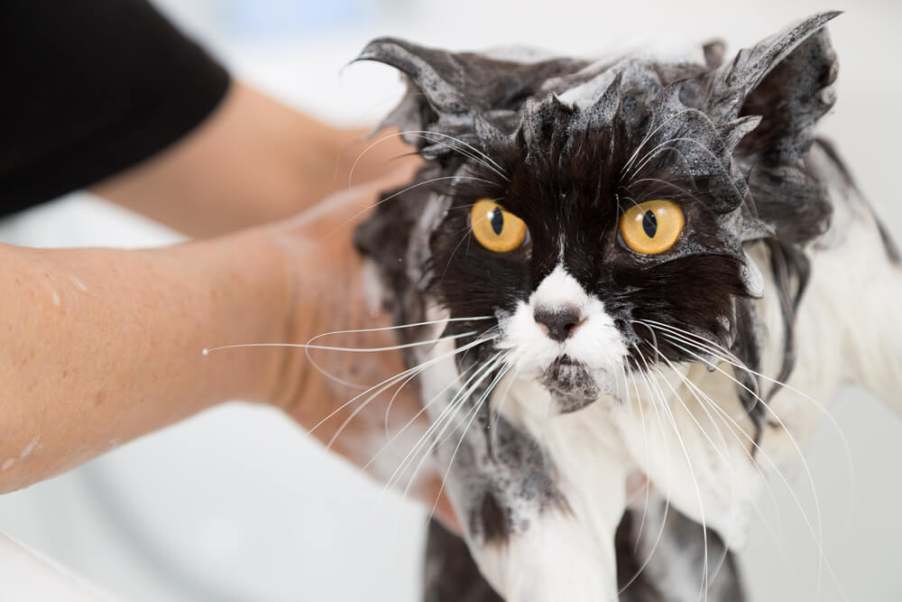 cat getting a bath with flea shampoo