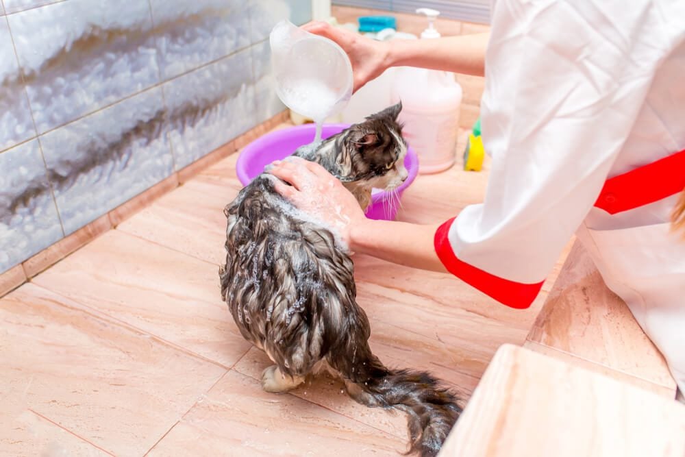 cat getting a flea and tick bath
