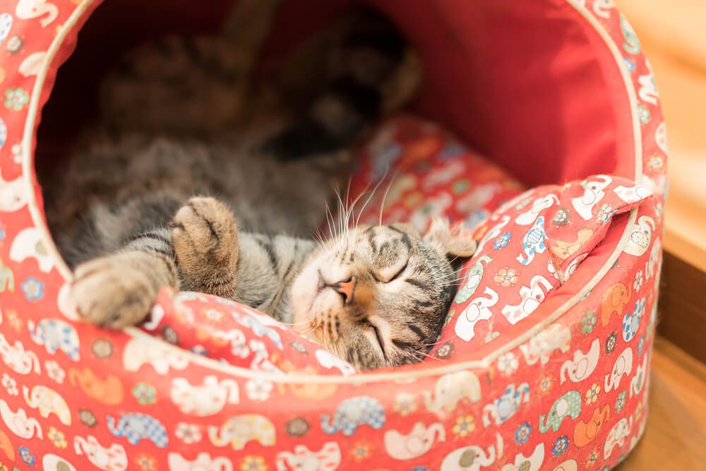 cat sleeping in an anxiety cat bed