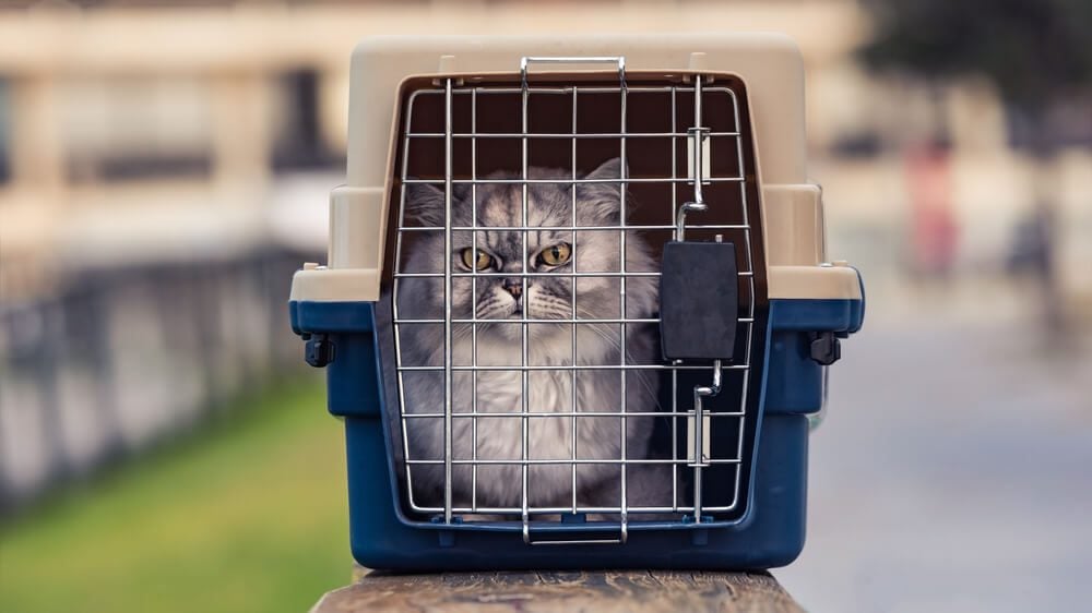 cat in hard sided cat carrier