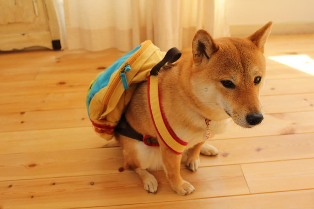 Small Dog Backpacks