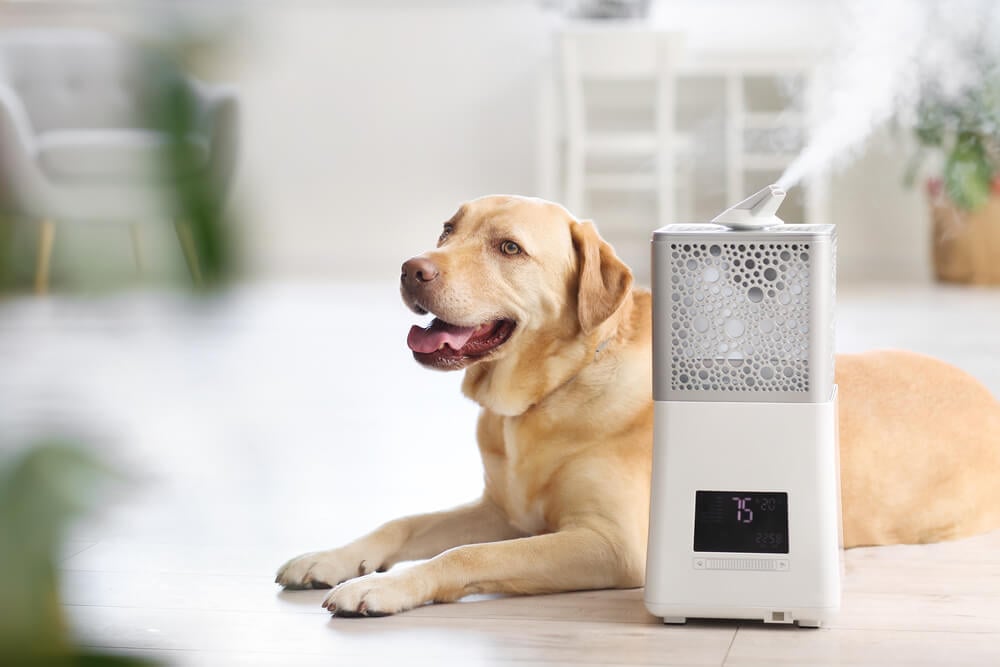 dog sitting next to an air purifier