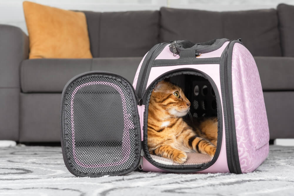 airline approved cat carrier