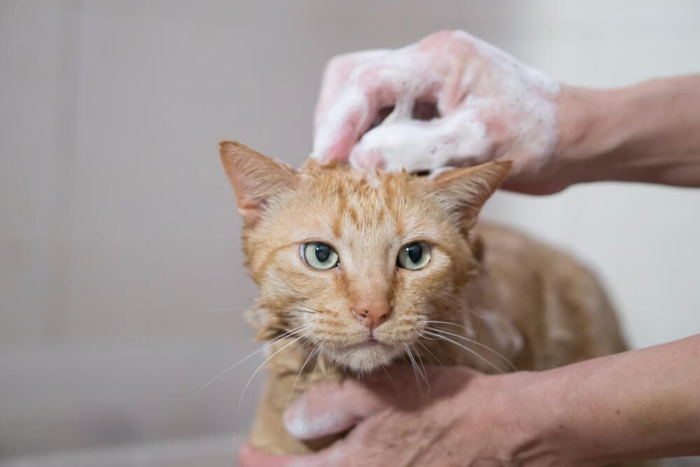 cat getting a bath with antifungal shampoo