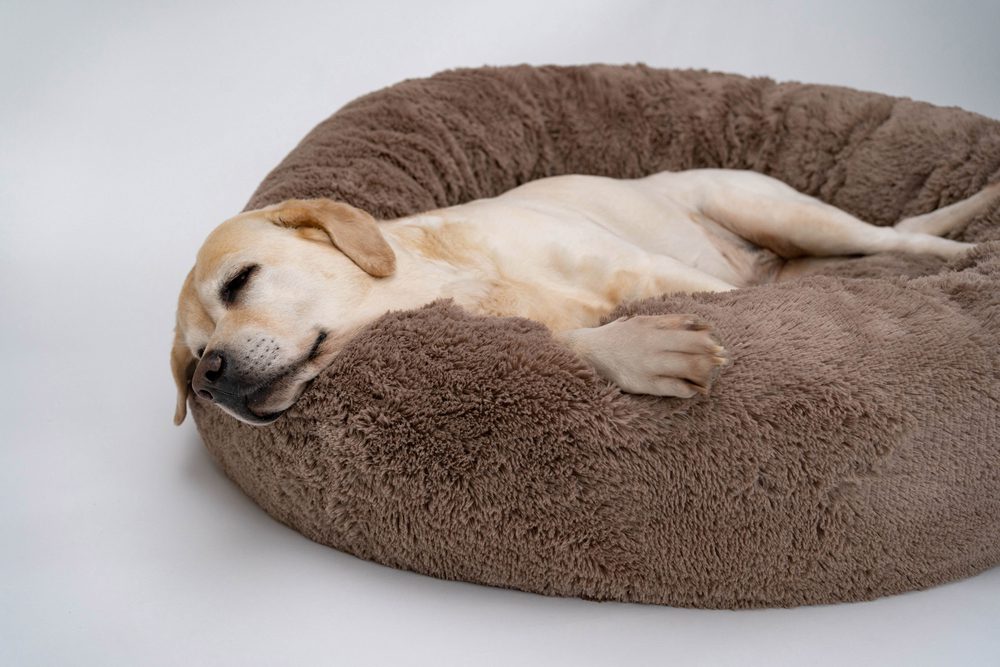 The Best Bolster Dog Beds for Support and Security
