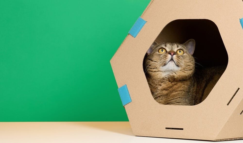 Cat sitting in a cardboard cat house