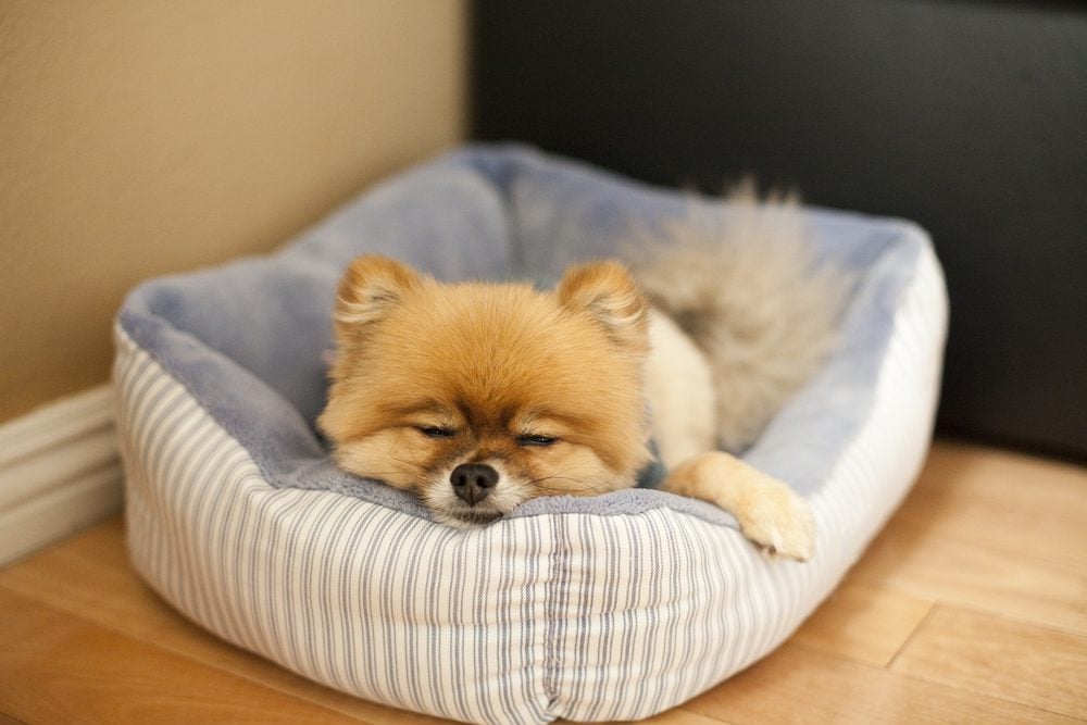 The best casper dog beds