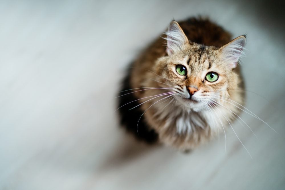 The Best Cat DNA Tests