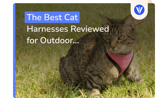 The Best Cat Harnesses Reviewed for Outdoor Adventures