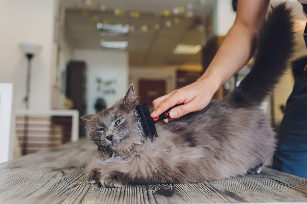 cat getting brushed with a deshedding brush