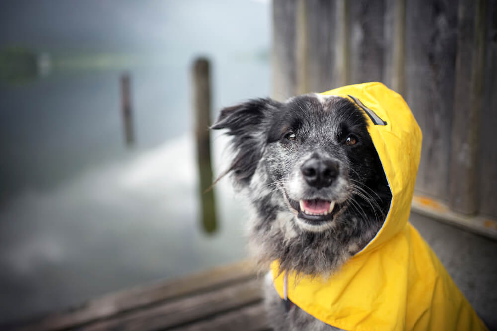 Dog rain coat