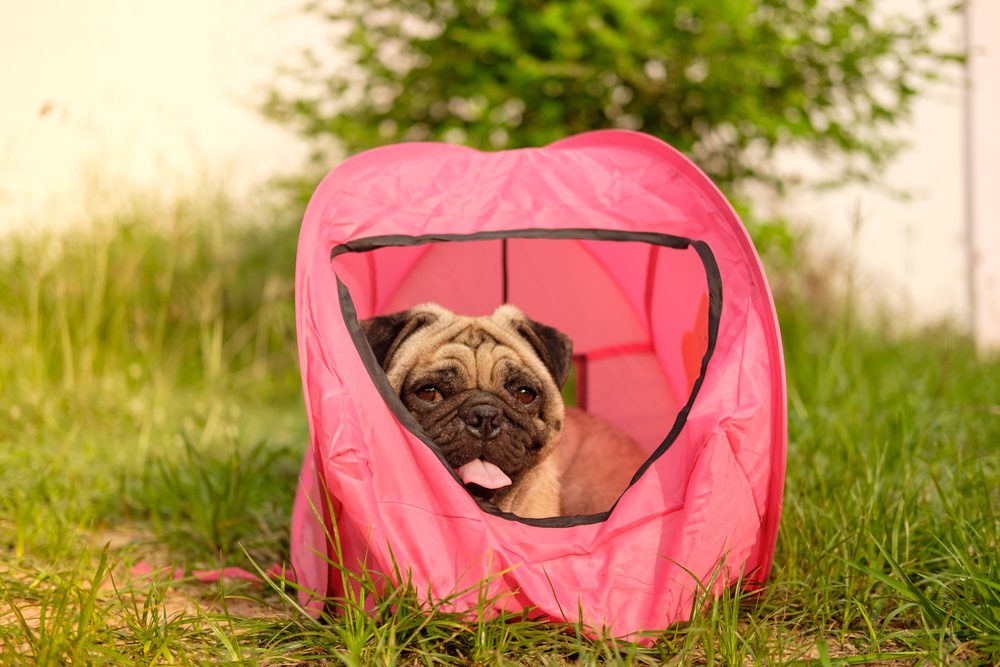 The Best Dog Tent Beds