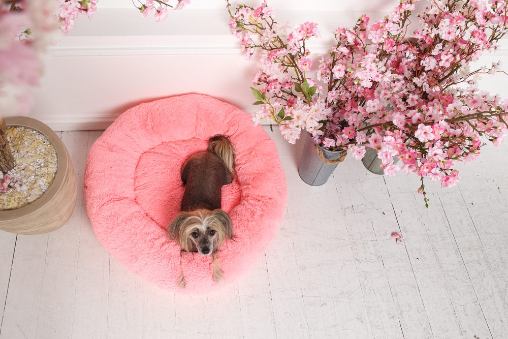 The Best Donut Dog Beds for Anxious Dogs