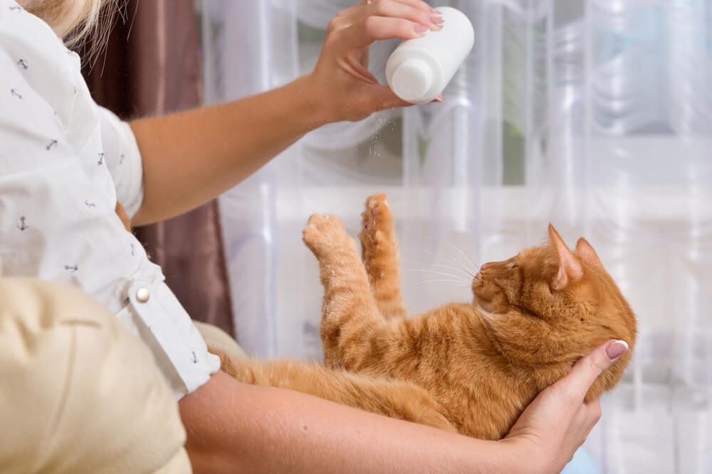 Dry Shampoo for Cats