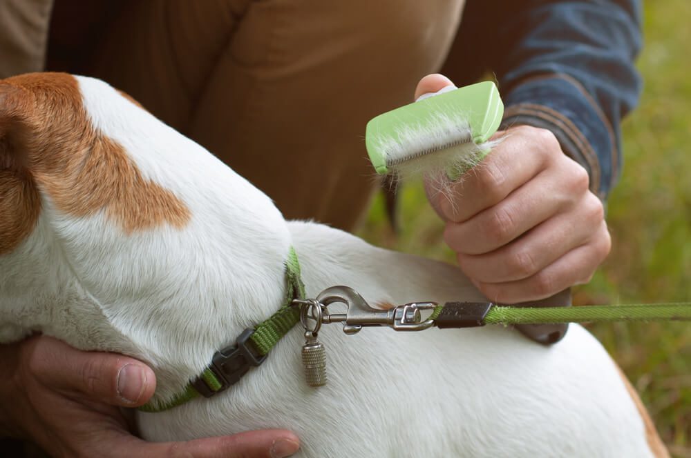 dog getting brushed with a furminator dog brush
