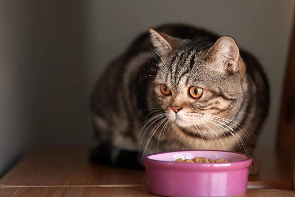 cat sitting in front of a bowl of cat food