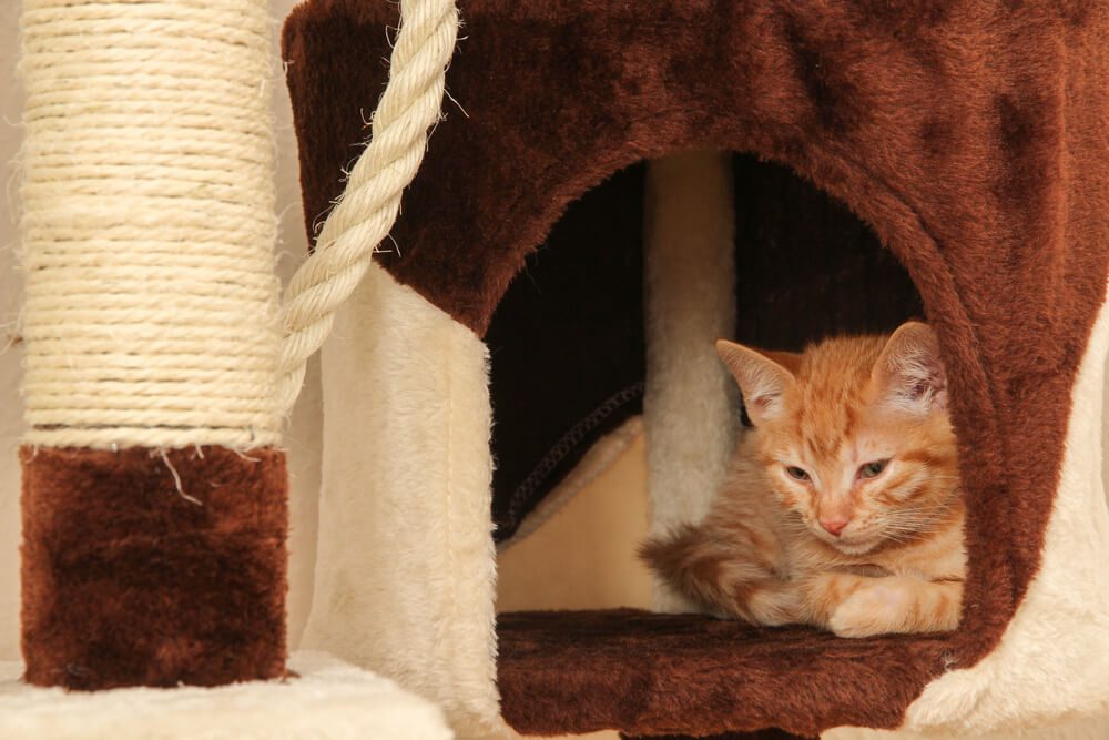 Heated cat house
