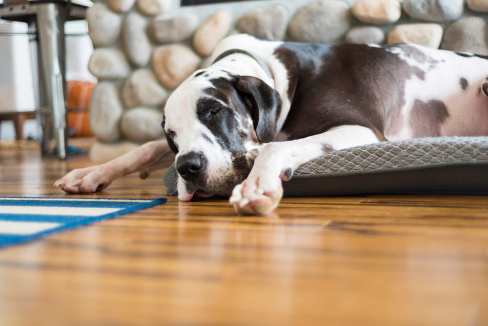 The Best Mammoth Dog Beds for Your Gentle Giant
